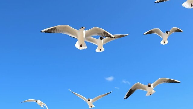 A white seagull hover soaring in the summer blue sky, bird flying in sky over coast of Baltic Sea. Slow Motion