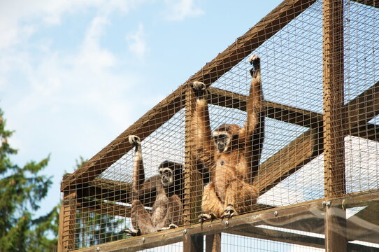 A Pair Of Gibbon Looks At The Zoo Visitors Through The Bars.