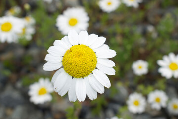 Fototapeta premium A close up of a flower
