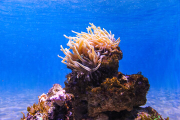Fototapeta na wymiar Sea anemone
