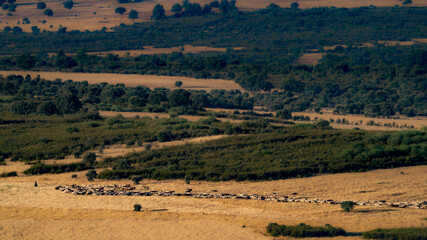 Sheep cattle and shepherd in the plain
