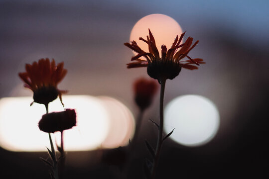 flower at night