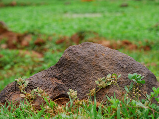 Stone rock closeup around green grass nature field.
