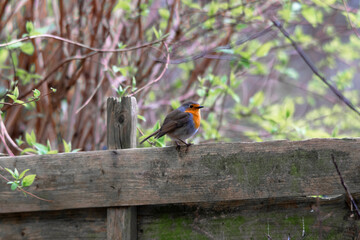robin in the picture