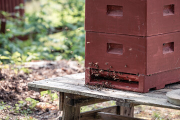 bee hives in the forest, nacka, sweden,sverige, stockholm