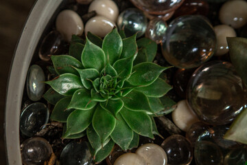 Potted Succulent