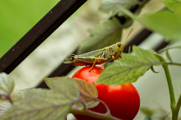 Grasshopper's New Home