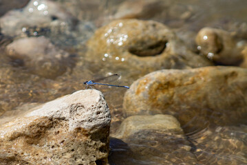 Dragonfly Takes a Water Break
