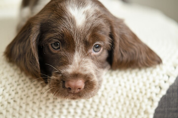 Russian spaniel chocolate merle blue eyes puppy dog lying on couch