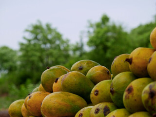 Fresh sweet organic variety of mango presented on blur green nature tree background