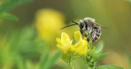 bee on a flower