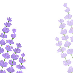 Fototapeta na wymiar Lavender flowers card vector illustration. Greeting provence wildflowers 