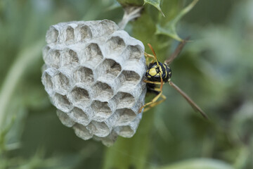 Polistes sp paper wasp perched on its hornet's nest, spring queen, waiting to lay eggs and start a new swarm of wasps