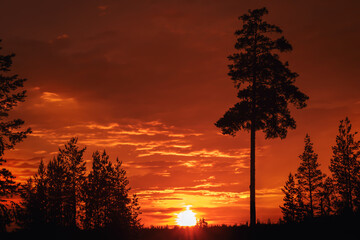 Bright sunset with trees. Evening landscape