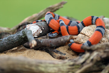 The gray-banded kingsnake (Lampropeltis alterna), sometimes referred to as the alterna or the Davis Mountain king snake lying among rocks with a green background. Orange-gray striped snake.