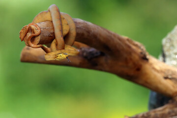 Corallus hortulana or Corallus enydris, a young snake on a tree with a green background. Young boa snake on a branch.