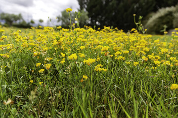 Yellow daisy in garden