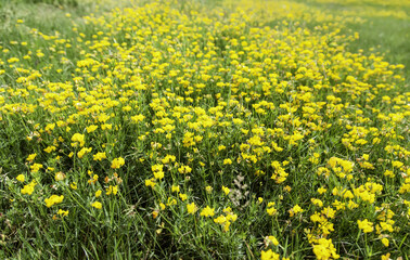 Fototapeta premium Yellow daisy in garden