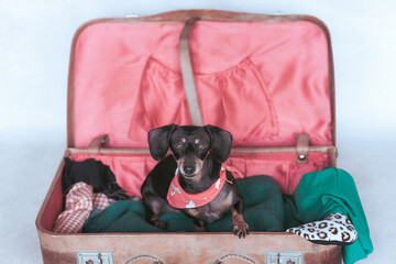 Dachshund dog inside a suitcase