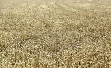 Fototapeta premium Wheat field in nature