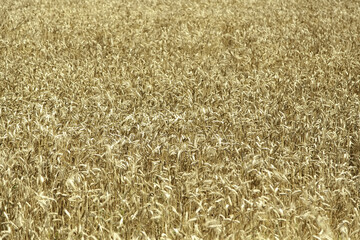 Wheat field in nature