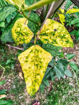 Yellow vein mosaic disease in snakebean