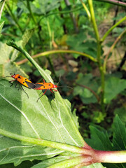 Mating of red cotton stainer
