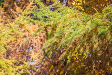 Larch branches in autumn on green and yellow leaves background