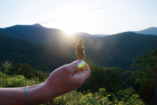 a hand holding cbd bud in front of sun and blue mountains