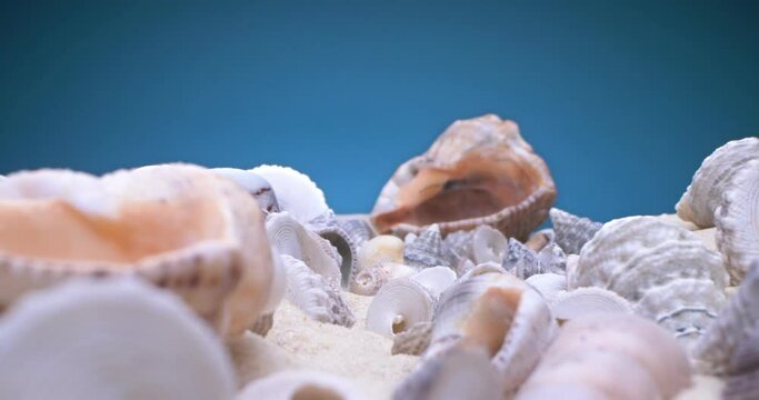 detailed extreme close-up of small and large shells of rapan shells on the sand on a blue background.