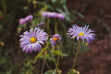 close up of purple flowers blooming in a field