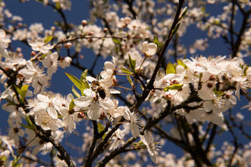 Beautiful flowering fruit trees. Blooming plant branches in spring warm bright sunny day. White tender flowers background