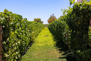 Fototapeta premium vineyard