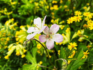 Two pink blooming flowers in front of a cluster of yellow flowers