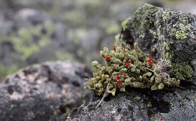 northern landscape with colored stones and lichen