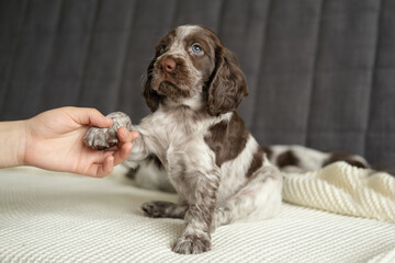 Russian spaniel chocolate merle puppy dog give paw