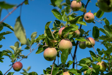 green apples on a tree in the garden, rowing different varieties of apples in your garden