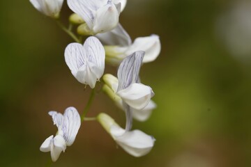 Fototapeta na wymiar Wood vetch flowers, Vicia sylvatica