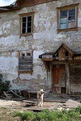 a dilapidated building abandoned by people with a dog at the entrance
