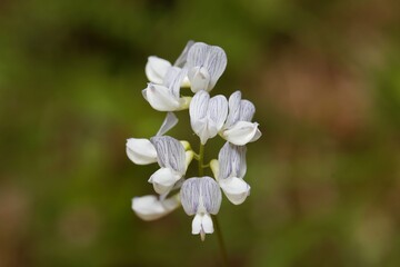 Wood vetch flowers, Vicia sylvatica