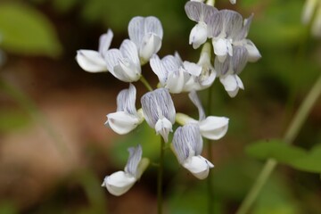 Wood vetch flowers, Vicia sylvatica