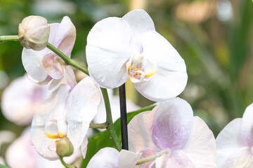 Fototapeta na wymiar white orchid phalaenopsis in the greenhouse close-up, blurred background,