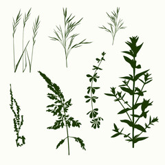 A set of silhouettes of forest grasses