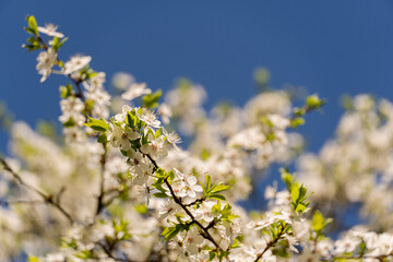 Beautiful flowering fruit trees. Blooming plant branches in spring warm bright sunny day. White tender flowers background
