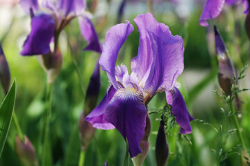 purple iris flower close-up