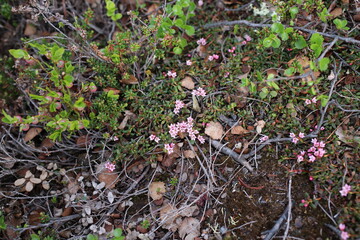 flowers in the tundra on colorful stones covered with lichen
