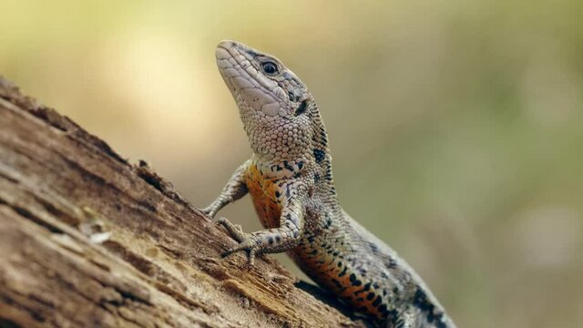 Viviparous lizard (Zootoca Lacerta vivipara) reptile resting in forest
