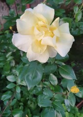 Obraz na płótnie Canvas Yellow rose