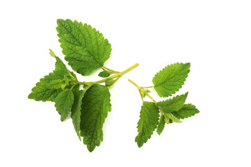 Lemon balm leaves with stems, Melissa officinalis