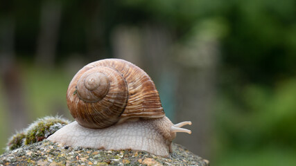 Escargot qui pose sur un muret sur fond de verdure